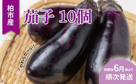 柏市産 やわらか茄子 10個 〈先行予約 2025年6月順次発送〉 〈 なす ナス  野菜 セット 国産 千葉県産 おいしい 美味しい 新鮮 旬 産地直送 おすすめ 夏野菜 煮物 揚げ物 浅漬け 大量 予約 〉