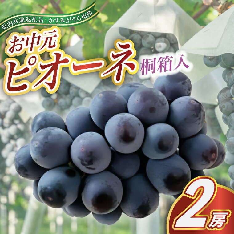 【ふるさと納税】【2025年8月より順次発送予定】お中元　ピオーネ桐箱入り2房 (県内共通返礼品:かすみがうら市産)【配送不可地域：離島・沖縄県】 (BR105)