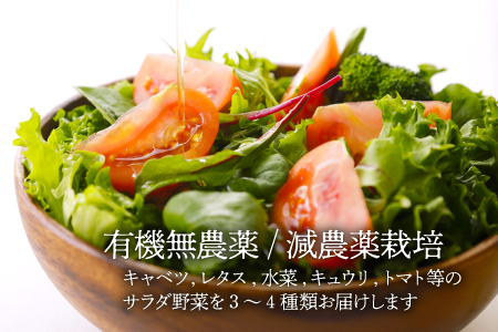【全6回定期便】サラダ野菜×ミートソース /ヒロファミリーフーズ[AGBX030] 野菜 サラダ