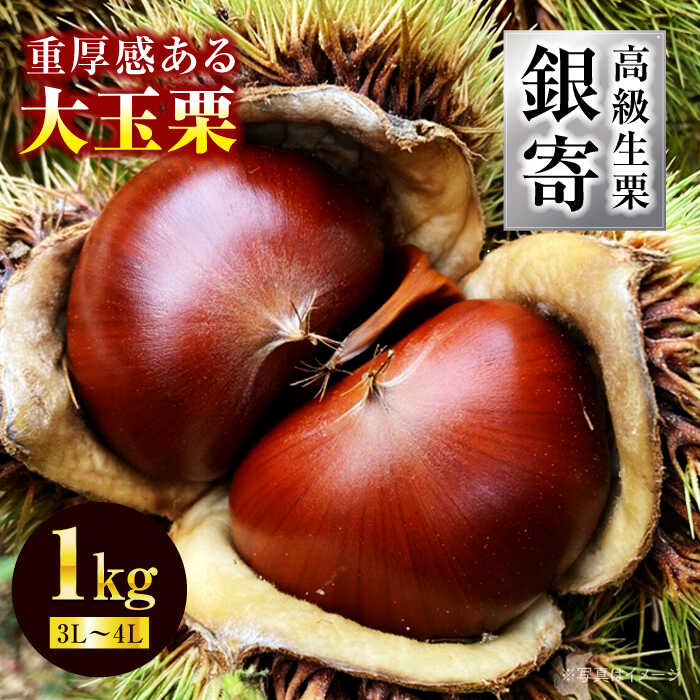 【ふるさと納税】【先行予約】【9月中旬から順次発送】高級 生栗 銀寄（ 1kg ） | 人気 おすすめ ランキング おいしい 甘い 栗 クリ くり くだもの 果物 フルーツ ふるーつ なまくり 大洲市/あじさい農園[AGAE010] 20000 20000円 以上