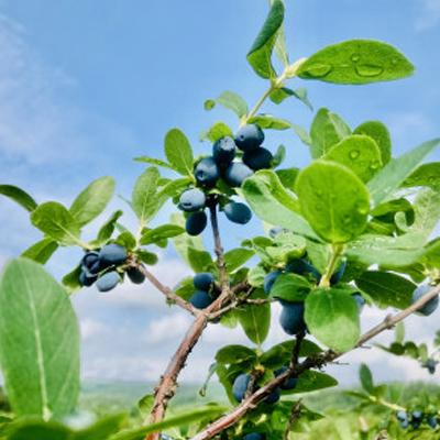 ふるさと納税 富良野市 冷凍ハスカップ　2kg |  | 02