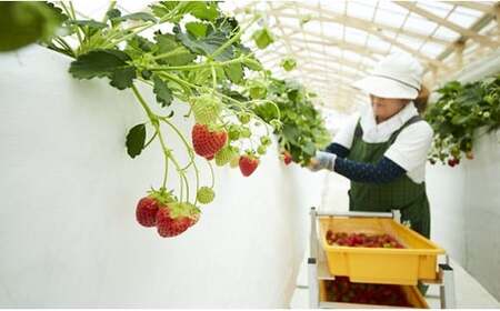 【先行予約】四季成りいちご 品種おまかせ 1種類 400g〈 なつあかり 信大BS8-9 夏の輝 夏のしずく すずあかね 〉【 イチゴ 苺 ストロベリー フルーツ 果物 岩手 陸前高田 リアスターファ