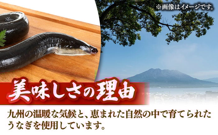 全12回定期便 特大！ 鹿児島産 うなぎ 蒲焼2尾セット