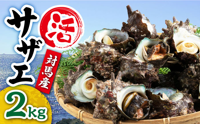 
            【着日指定必須】対馬産 活サザエ 2kg《対馬市》【保家商事】 対馬 常温配送 さざえ 貝 魚介 サザエ さしみ 刺し身 お刺し身 贈答 贈り物 ギフト 人気 ランキング 長崎 九州 つしま 対馬市 海鮮 [WAA015]
          