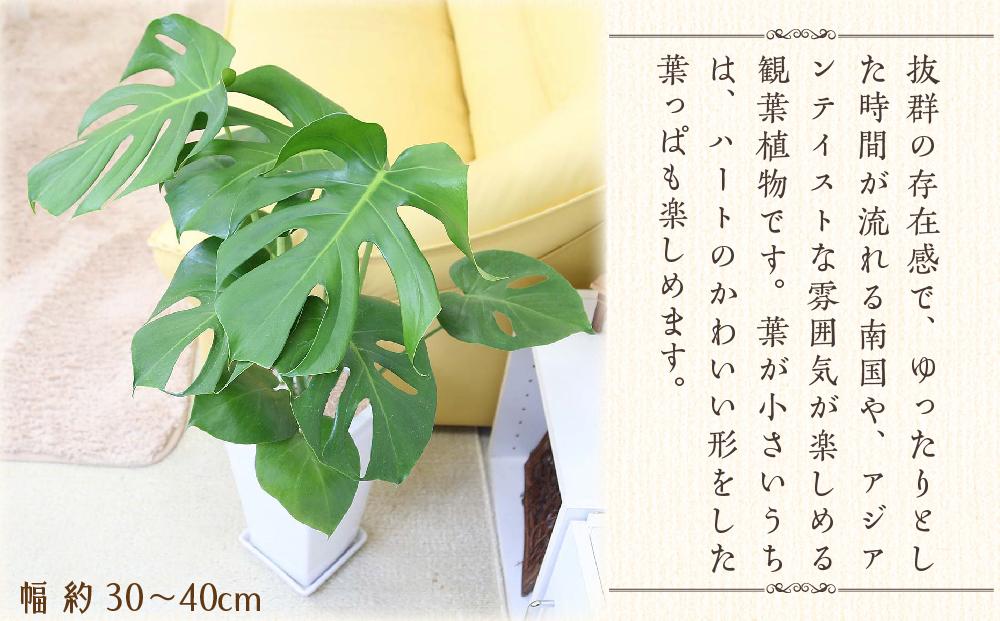 【観葉植物】モンステラ 7号 スクエア陶器鉢 ストレート 土の表面:ウッドチップ ｜観葉植物 インテリア 部屋 おしゃれ 福岡県筑前町 送料無料