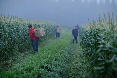 2026年夏のご予約受付開始！ 信濃町名産とうもろこし『ファームかずとのゴールドラッシュ 20本セット』粒皮が薄く生でも食べられる、フルーツを凌ぐほどの甘いとうもろこし 朝採れを農場から直送　令和8年