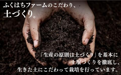 【2024年8月～発送】新生姜 約4kg / ショウガ南島原市 / ふくはちファーム/福島農園 [SBS018]