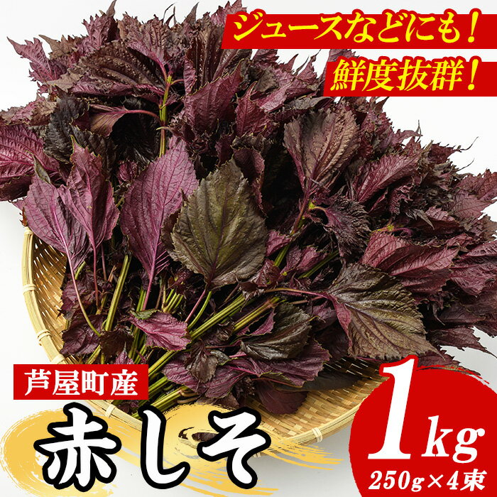 【ふるさと納税】≪2025年6月上旬より順次発送予定≫福岡県芦屋町特産 赤しそ(計1kg・250g×4束) 紫蘇 シソ あかしそ 赤しそ 芦屋町産 しそジュース 葉 手作り 手づくり 野菜 やさい 生鮮品【朝ごはん本舗】