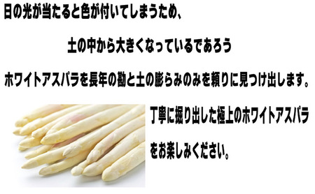 【2027年春発送】訳あり ホワイト アスパラ サイズ混合 【1kg】65本前後 富良野産 アスパラガス 大容量