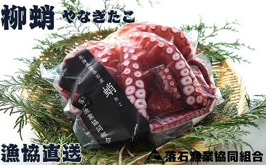 E-20005【12/14まで年内配送】 【北海道根室産】柳蛸ボイル8杯(計8.5kg)