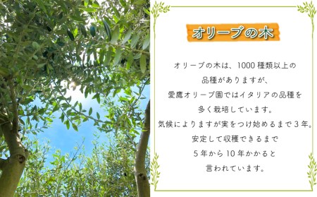 オリーブ 苗木 オリーブの木 一鉢 苗木3本 植物 鉢植え インテリア 植物