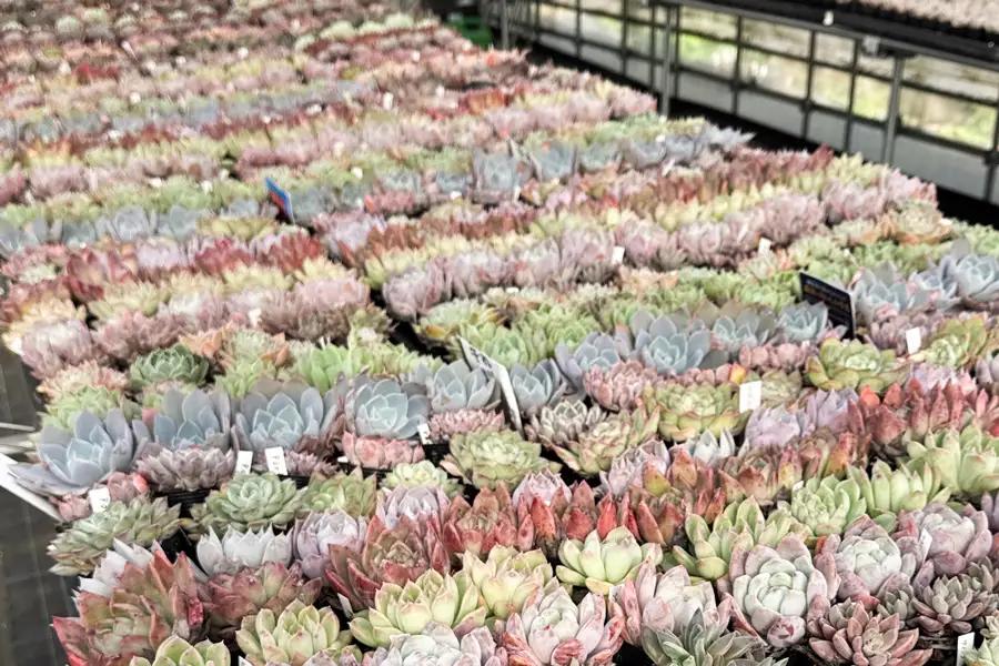 《9月下旬より順次発送》[作家リメイク鉢セット] 多肉植物 苗 おまかせ 5ポット+寄せ植え用1ポット付き [1257]