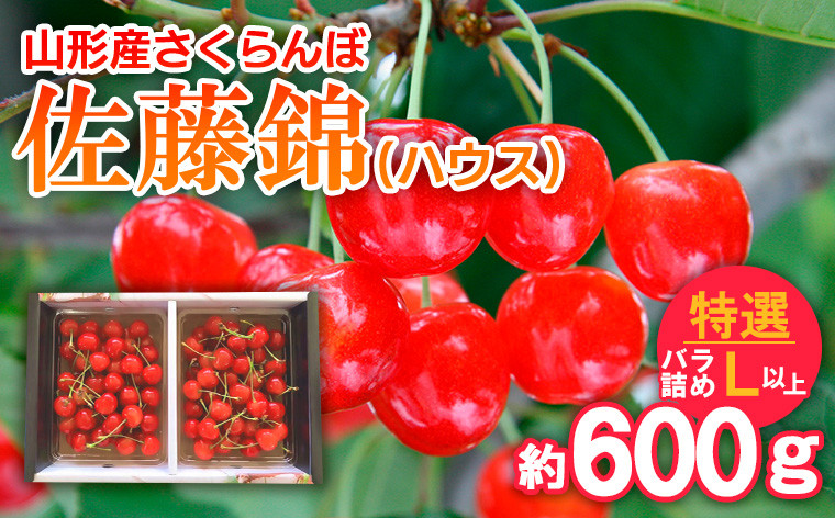
            さくらんぼ 佐藤錦(ハウス)特選 バラ詰め L以上 約600g 【令和8年産先行予約】FS25-708 くだもの 果物 フルーツ 山形 山形県 山形市 2026年産
          