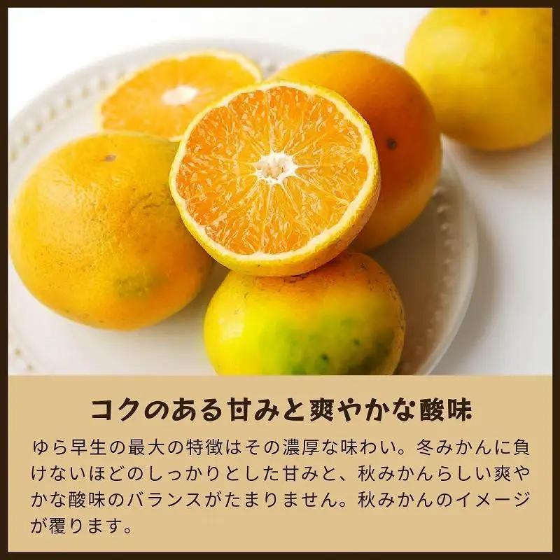 ゆら早生　5kg家庭用｜和歌山で生まれた極早生みかんの優良品種【2026年10月発送開始】