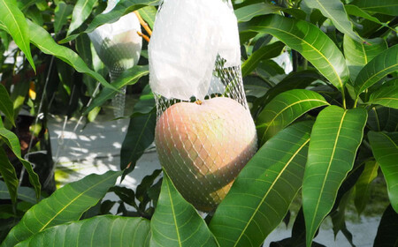 和歌山県産 樹上完熟しおさいマンゴー 2玉入り★2025年７月末頃より順次発送　［TM218］