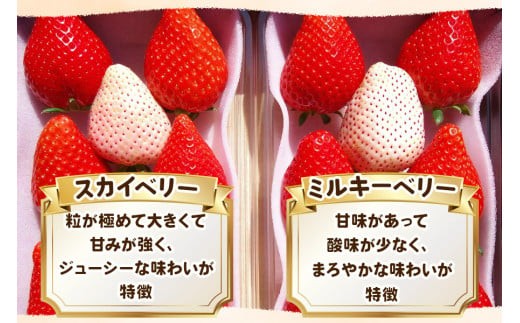 大粒スカイベリー 白いちごミルキーベリー 食べ比べセット 1,680g (560g×3)《12月中旬～2月の期間で発送》 澳原いちご農園 | いちご 苺 イチゴ フルーツ 果物 産地直送 栃木県産 1