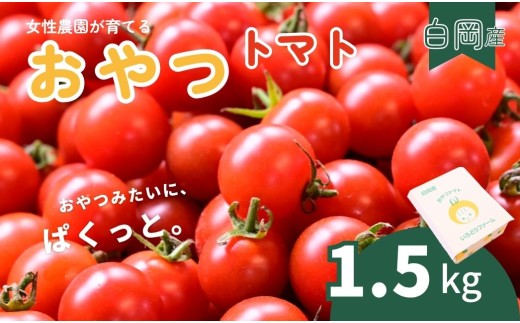 【先行予約】【12月中旬より順次発送】白岡市産 ミニトマト「おやつトマト」小鈴 1.5kg 化粧箱入り 甘みと酸味の濃い味わい 皮がやわらかい 完熟収穫 常温便 埼玉県産 野菜 おやつ お弁当 サラダ 産地直送 彩りファーム