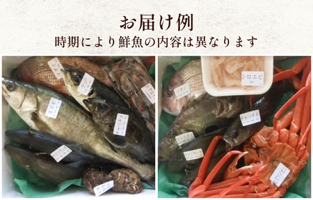 【定期便12ヶ月 】天然のいけす 富山湾 氷見漁港 旬の鮮魚セット 直送 詰め合わせ 鮮魚ボックス 富山県 氷見市