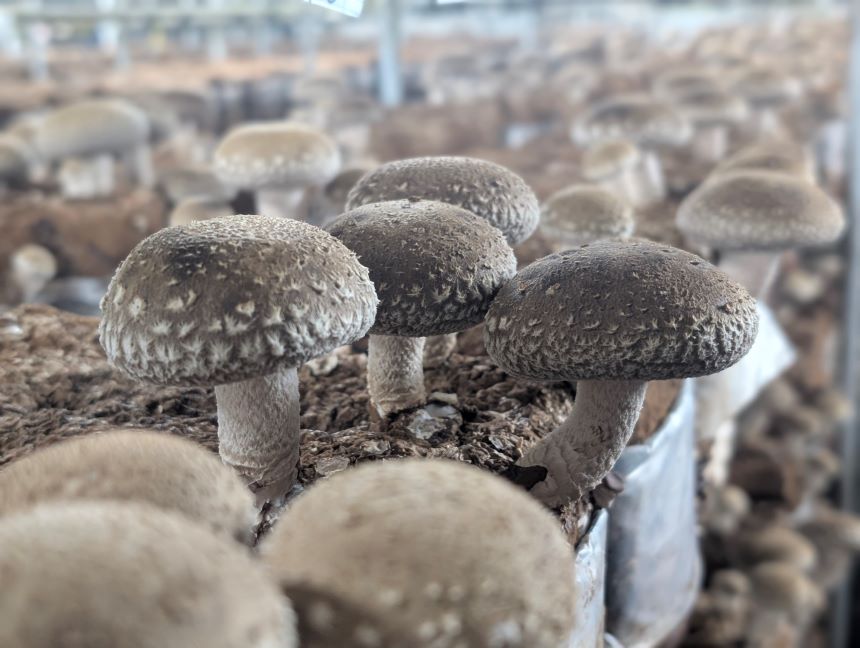 生椎茸「しいたけ小町」500gと乾しいたけ(ｽﾗｲｽ)3袋ｾｯﾄ | 兵庫県 上郡町 兵庫県産 しいたけ 椎茸 きのこ 茸 