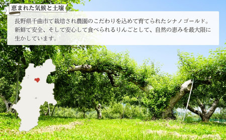 【2025年先行予約】りんご シナノゴールド 12〜20玉 約5kg ｜ りんご りんご りんご りんご りんご りんご