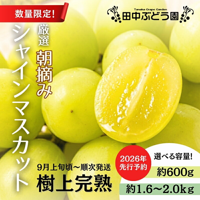 【ふるさと納税】＜2026年発送分　先行予約受付中！！＞ 厳選朝採りシャインマスカット　※容量をお選びください |シャイン マスカット ぶどう詰め合わせ ぶどう ブドウ 果物 フルーツ 田中ぶどう園 大阪 河内長野 マスカット 種なし