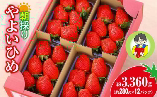 いちご やよいひめ 2026年いちご品評会金賞受賞 280g × 12パック 3360g｜コク 甘み 朝採れ イチゴ 苺 高品質 たっぷり 新鮮 完熟 旬 ストロベリー 高級 産地直送 果汁 甘い あまい 人気 高評価 高糖度 ごほうび プレゼント 朝採れ  贈答用 群馬県 前橋市
