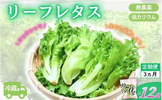 
                  アノレタス（リーフレタス）新鮮シャキシャキ 栽培期間中無農薬低カリウムレタス 12袋×3ヶ月連続お届けセット【kkry-tkb0001】
                