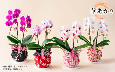 【年6回定期便】ミディ胡蝶蘭 KouBou 4種  ミディ胡蝶蘭 華あかり 2種 2本立ち  花 お花 植物 蘭 洋蘭 ラン インテリア  アレンジ アレンジメント 鑑賞 観賞用 贈答用