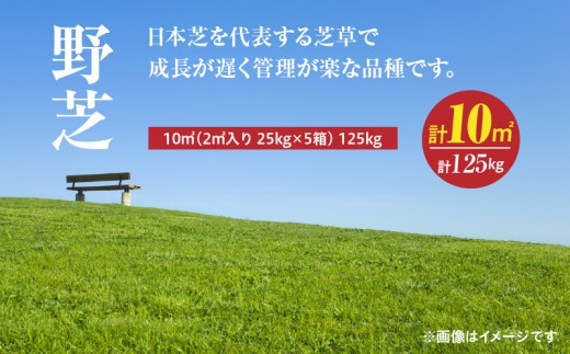 【10月から5月に発送】野芝（10平方メートル）　KN177-005-02
