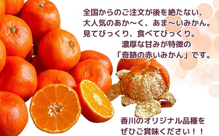 【2025年11月中旬より順次発送】極撰！真っ赤なみかんの小原紅早生　約5kg 果物 フルーツ 柑橘 デザート おやつ 食後 国産 日本産 産地直送 香川オリジナル品種 食べ物 