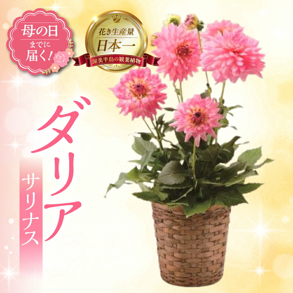 【ふるさと納税】《母の日までにお届け》ダリア サリナス 花 花 鉢植え 鉢 鉢花 花 観葉植物 植物 6号鉢 人気 おしゃれ かわいい 母の日 プレゼント 贈り物 贈答 ギフト 冬 フラワーギフト 母の日 ありがとう お母さん 母 記念日