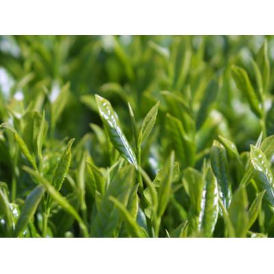 ふるさと納税 藤枝市 静岡県産 深蒸し茶「岡部みどり」人気の富士山缶 100g×2缶 |  | 03