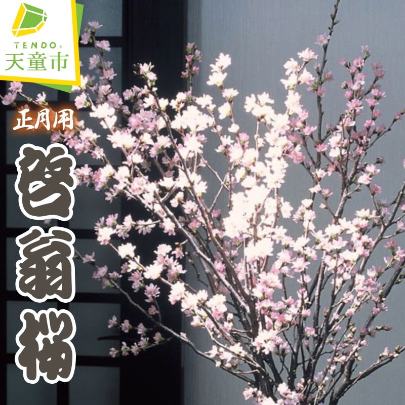 【ふるさと納税】 正月用 啓翁桜 春のお便り 初春 冬に咲く桜 12月下旬 発送 お正月 飾り のし 贈答 ギフト プレゼント 送料無料 【 山形県 天童市 】