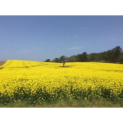 ふるさと納税 横浜町 【青森県横浜町産】澤谷養蜂園　自家採取 国産菜の花結晶はちみつ850g(新蜜)◆非加熱 |  | 01