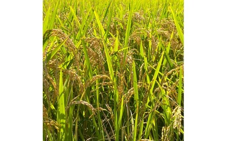 【定期便】能登島のふるさと米 コシヒカリ2kg 精米定期便 月1回（12回） ※2026年1月上旬～12月下旬頃に順次発送予定