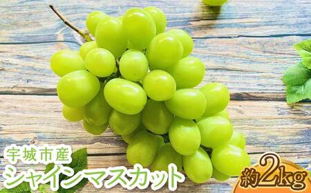 シャインマスカット 約1.8kg 【2房～5房】【2026年7月下旬〜8月下旬頃順次発送予定】