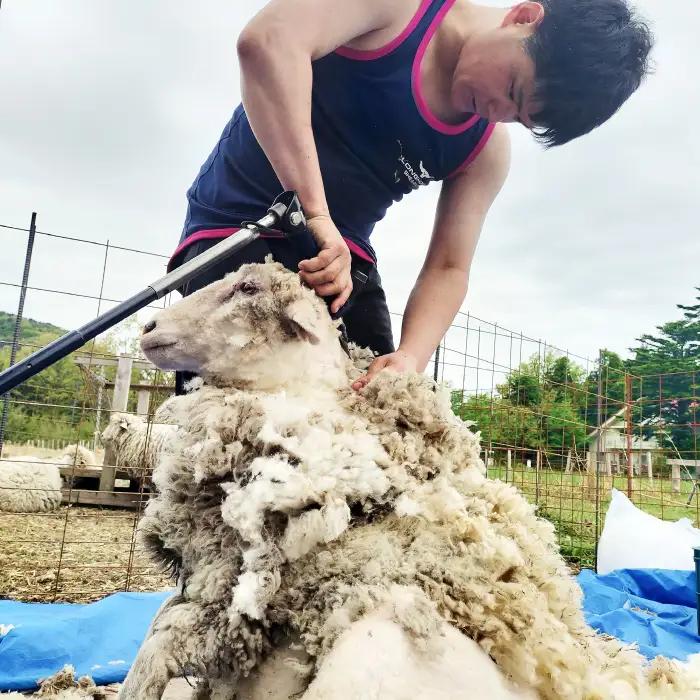 ひつじ飼いが作る ウールソックス（ライトブルー）【ウールソックス 靴下 ソックス 厚手 フリーサイズ ライトブルー 水色 空色 羊 レディース メンズ 男女兼用 島根県 大田市】