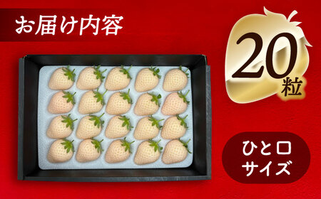 【先行予約】 ＼毎年1月より順次発送／ 白いちご　White Fairy 20粒 果物 いちご フルーツ 愛西市 / くぼ苺農園 【配達不可：北海道・沖縄・離島】[AECJ017]