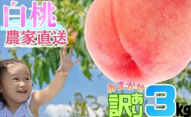 白桃 【 ご家庭用 訳あり 】 3kg 【2026年8月中旬発送】山形県 朝日町産 農家直送 山形産 家庭用 もも モモ 桃 ピーチ 果物 フルーツ 夏
