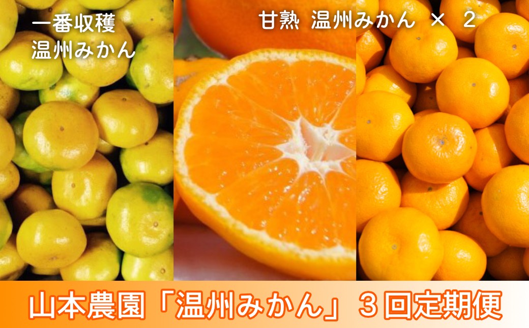 
                  【定期便セット】太良町 山本農園の「温州みかん」3回コース（10月～12月、5㎏×3回）
                