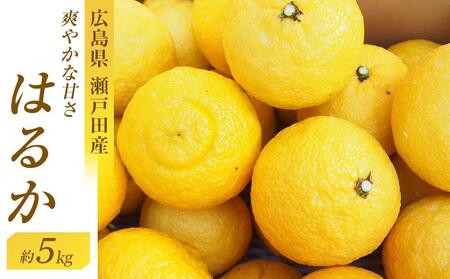 爽やかな甘さのはるか　4.5ｋｇ　＜2026年2月下旬より発送開始＞【みかん 柑橘 広島県 尾道市】