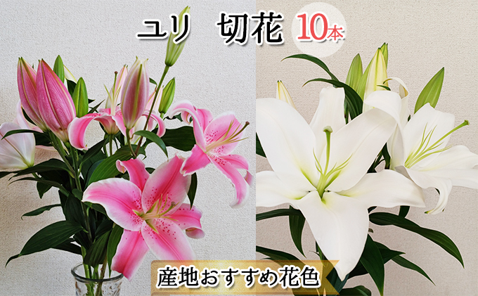 フラワーファーム しろねのユリ 切花10本（産地おすすめ花色）10月発送