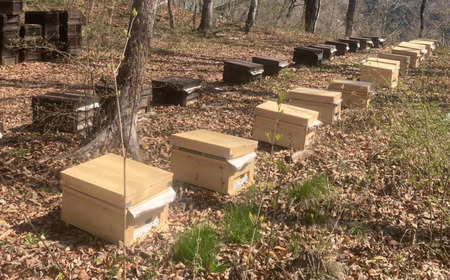 純粋 蜂蜜【長野県 飯田市 産】2400g | 近藤蜂蜜園