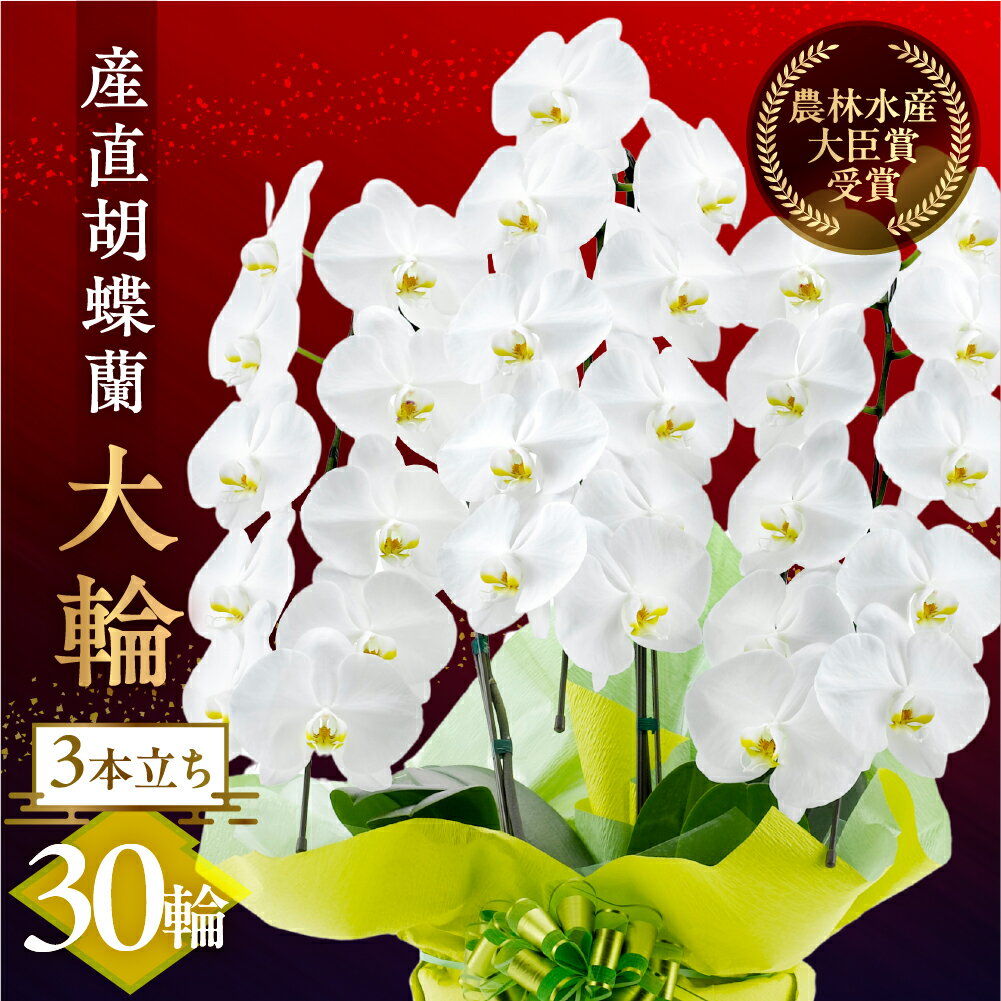 【ふるさと納税】産直胡蝶蘭『大輪』白 3本立ち 30輪 花 鉢付き 洋ラン ラッピング付き お祝 鉢 贈答 ギフト お祝い ミディ 幸福 自宅用 装飾 選べる ラッピング 贈り物 フラワー 発表会 祝い 記念 退職 還暦 開店 愛知県 豊橋市 47000円