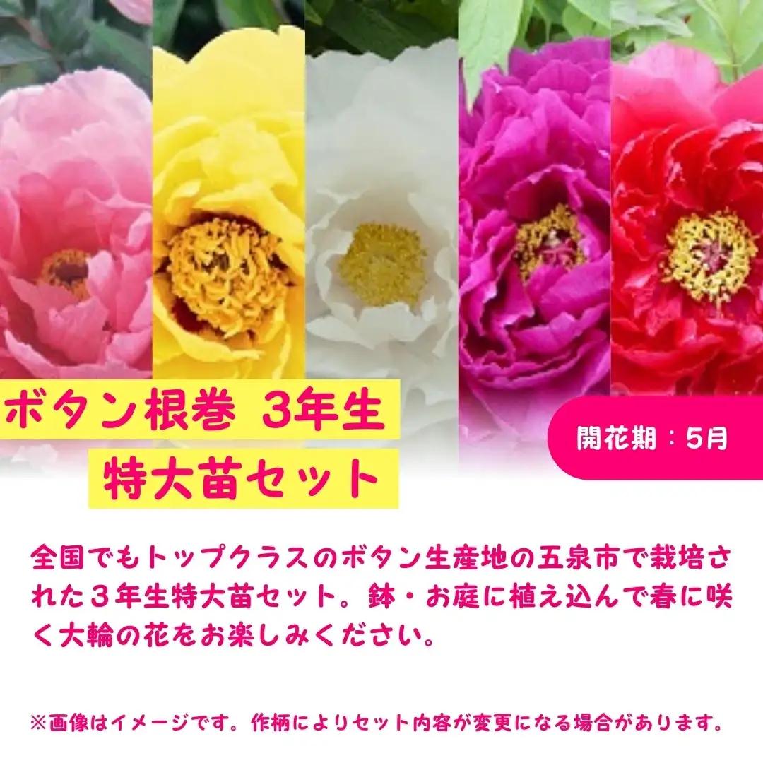 ボタン根巻 3年生 特大苗セット 2色各1株 | ボタン 五泉市 新潟県