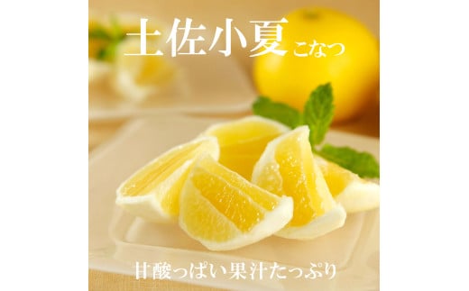 先行予約　＜白木果樹園＞ 土佐小夏 訳ありご家庭用 約5kg 5キロ こなつ 柑橘 かんきつ 柑橘類 フルーツ 日向夏 ニューサマーオレンジ 西内小夏 果物 くだもの 果実 デザート おやつ ジュース