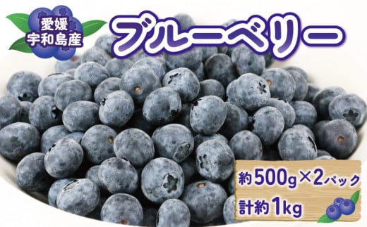 ブルーベリー 大粒 約 1kg マスタニ農園 ハウス栽培 生ブルーベリー 美味しい 500g×2パック 小分け パック 生  ベリー 果物 フルーツ デザート スイーツ ポリフェノール  抗酸化作用果