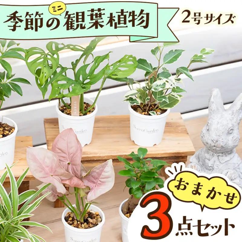 季節の観葉植物3点セット【発送可能時期：4月上旬～7月末、9月上旬～11月末】2号鉢