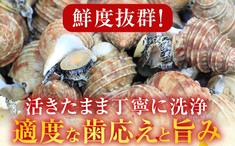 ＜12月10日決済分まで年内配送＞【北海道根室産】生食用灯台つぶ(ボイル済)250g×2P(計500g) G-14040