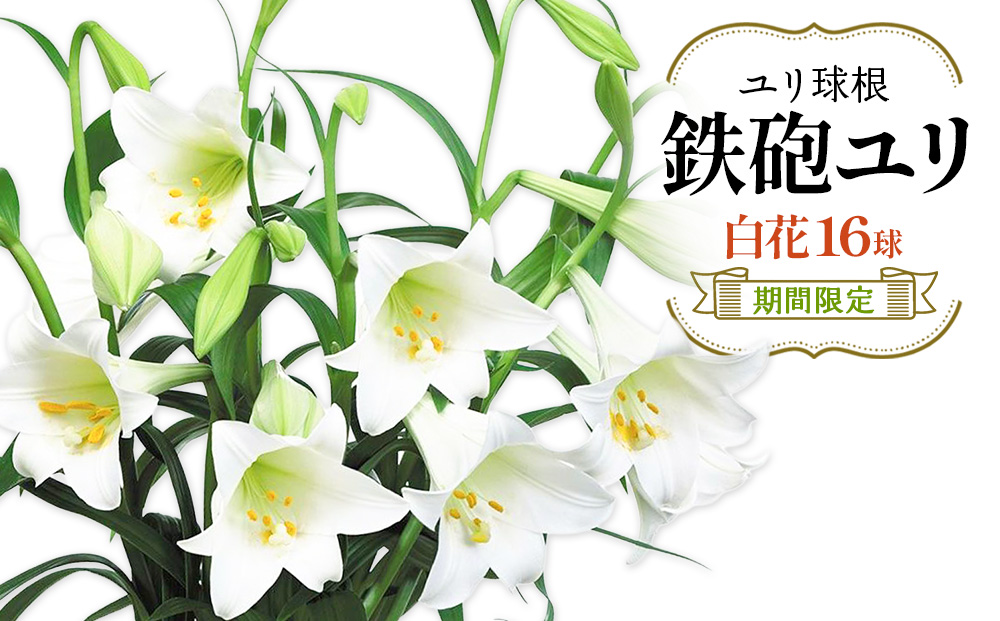 【期間限定】鉄砲ユリ球根白花　16球　花 フラワー 園芸 ガ